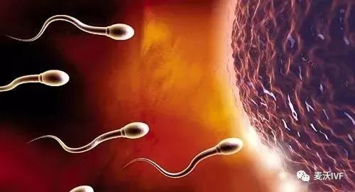 男性精子数量少对美国试管婴儿的影响