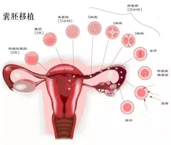 第三天胚胎和第五天囊胚移植的着床过程