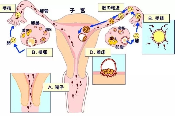 第三天胚胎和第五天囊胚移植的着床过程
