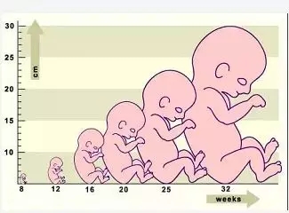 美国试管婴儿专家告诉你肚子中宝宝40周的大小变化