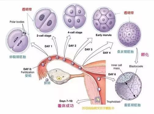 美国试管婴儿：第三代配成率低的原因