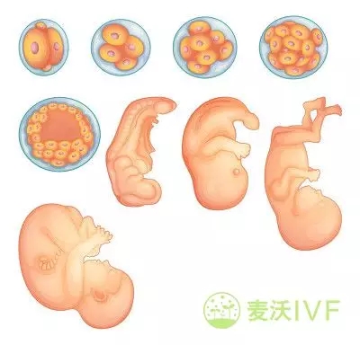 美国试管婴儿医院具体的流程步骤