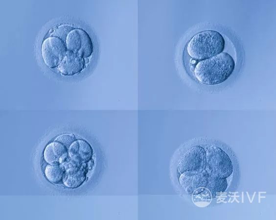 拿什么拯救“孕动力”？大揭密冷冻卵子复苏