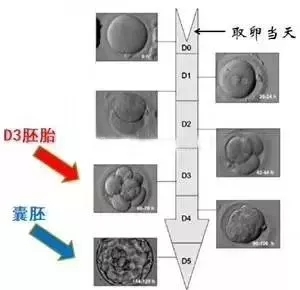 胚胎是如何评分的？