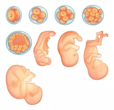 胚胎是如何评分的？