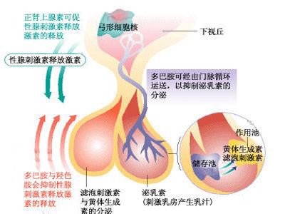 爱之晶海外试管名称解释——促排卵药