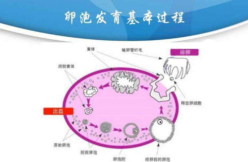 爱之晶海外试管名称解释——卵泡监测