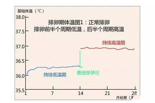 爱之晶海外试管名称解释——排卵监测