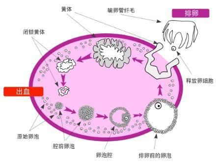 爱之晶海外试管名称解释——排卵监测