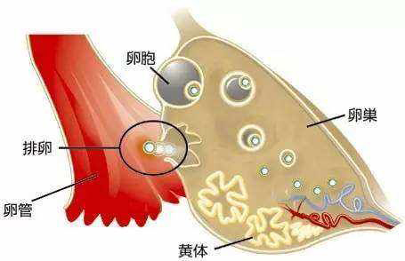 爱之晶海外试管名称解释——黄体素