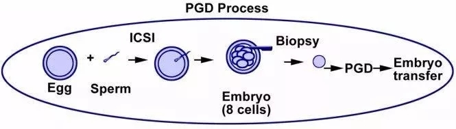 为什么PGS和PGD技术会决定泰国试管婴儿的成功率