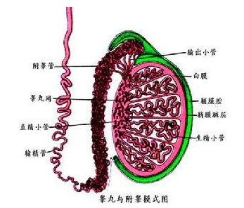 爱之晶：附睾结核导致的无精子症后生下双胞胎！