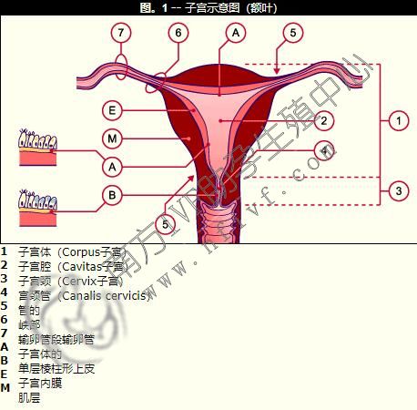 子宫内膜的作用和功能解剖