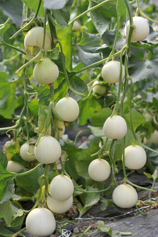 江苏省肿瘤医院试管移植囊胚