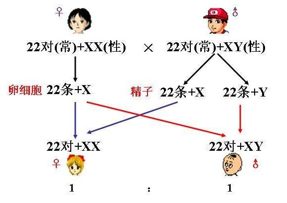 试管婴儿_1
