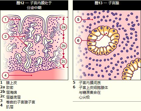 泰国试管_2