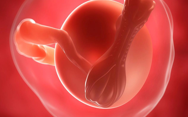 鲜胚_为什么做试管时医生都要建议先移植鲜胚？